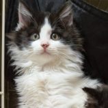 12月14日のひたちなか店に参加するネコスぺ事務局の保護猫21