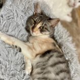 12月14日のひたちなか店に参加するネコスぺ事務局の保護猫22