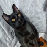 12月14日のひたちなか店に参加するネコスぺ事務局の保護猫23