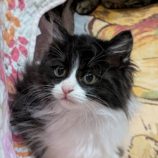 12月14日のひたちなか店に参加するネコスぺ事務局の保護猫24