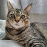 12月14日のひたちなか店に参加するネコスぺ事務局の保護猫25