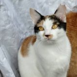 12月14日のひたちなか店に参加するネコスぺ事務局の保護猫26