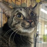 12月14日のひたちなか店に参加するネコスぺ事務局の保護猫27