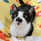 12月14日のひたちなか店に参加するネコスぺ事務局の保護猫29