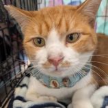 12月21日のひたちなか店に参加するホーリーキャットの保護猫01