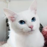 12月21日のひたちなか店に参加するホーリーキャットの保護猫02