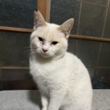 12月21日のひたちなか店に参加するホーリーキャットの保護猫03