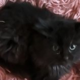 12月21日のひたちなか店に参加するホーリーキャットの保護猫04