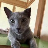 12月21日のひたちなか店に参加するホーリーキャットの保護猫05