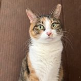 12月21日のひたちなか店に参加するホーリーキャットの保護猫06