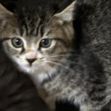 12月21日のひたちなか店に参加するホーリーキャットの保護猫07