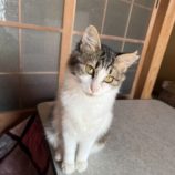 12月21日のひたちなか店に参加するホーリーキャットの保護猫08