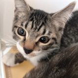 12月21日のひたちなか店に参加するホーリーキャットの保護猫09