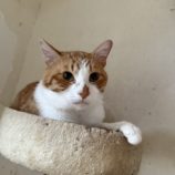 12月21日のひたちなか店に参加するホーリーキャットの保護猫10