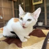 12月21日のひたちなか店に参加するホーリーキャットの保護猫11