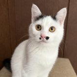 12月21日のひたちなか店に参加するホーリーキャットの保護猫13