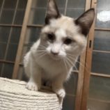 12月21日のひたちなか店に参加するホーリーキャットの保護猫14