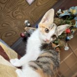 12月21日のひたちなか店に参加するホーリーキャットの保護猫15