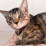 12月21日のひたちなか店に参加するホーリーキャットの保護猫16