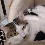 12月21日のひたちなか店に参加するホーリーキャットの保護猫17