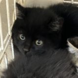 12月21日のひたちなか店に参加するホーリーキャットの保護猫18