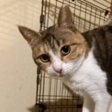 12月21日のひたちなか店に参加するホーリーキャットの保護猫19