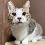 12月21日のひたちなか店に参加するホーリーキャットの保護猫20