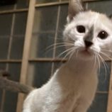 12月21日のひたちなか店に参加するホーリーキャットの保護猫21