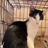 12月21日のひたちなか店に参加するホーリーキャットの保護猫22