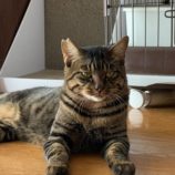 12月21日のひたちなか店に参加するホーリーキャットの保護猫23