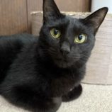 12月21日のひたちなか店に参加するホーリーキャットの保護猫24