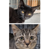 12月21日のひたちなか店に参加するホーリーキャットの保護猫26