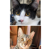 12月21日のひたちなか店に参加するホーリーキャットの保護猫27