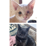 12月21日のひたちなか店に参加するホーリーキャットの保護猫28