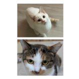 12月21日のひたちなか店に参加するホーリーキャットの保護猫30