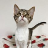 12月14日の市原店に参加するにゃんハートの保護猫01