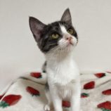 12月14日の市原店に参加するにゃんハートの保護猫03