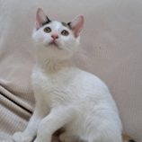 12月14日の市原店に参加するにゃんハートの保護猫04