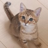 12月14日の市原店に参加するにゃんハートの保護猫05