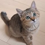 12月14日の市原店に参加するにゃんハートの保護猫06