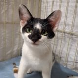 12月14日の市原店に参加するにゃんハートの保護猫07