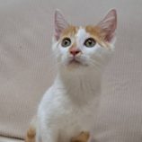 12月14日の市原店に参加するにゃんハートの保護猫08