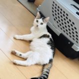 12月14日の市原店に参加するにゃんハートの保護猫09