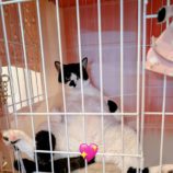 12月14日の市原店に参加するにゃんハートの保護猫10