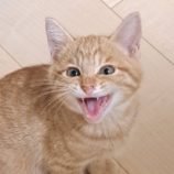 12月14日の市原店に参加するにゃんハートの保護猫11