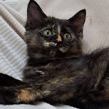 12月14日の市原店に参加するにゃんハートの保護猫12