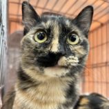 12月14日の市原店に参加するにゃんハートの保護猫13