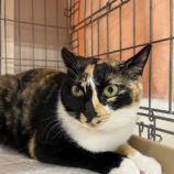 12月14日の市原店に参加するにゃんハートの保護猫14