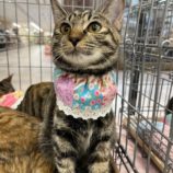 12月14日の市原店に参加するにゃんハートの保護猫15