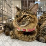 12月14日の市原店に参加するにゃんハートの保護猫17